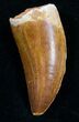 Carcharodontosaurus Tooth - Great Enamel #9389-3